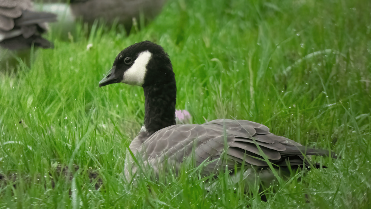 Cackling Goose - ML624001078