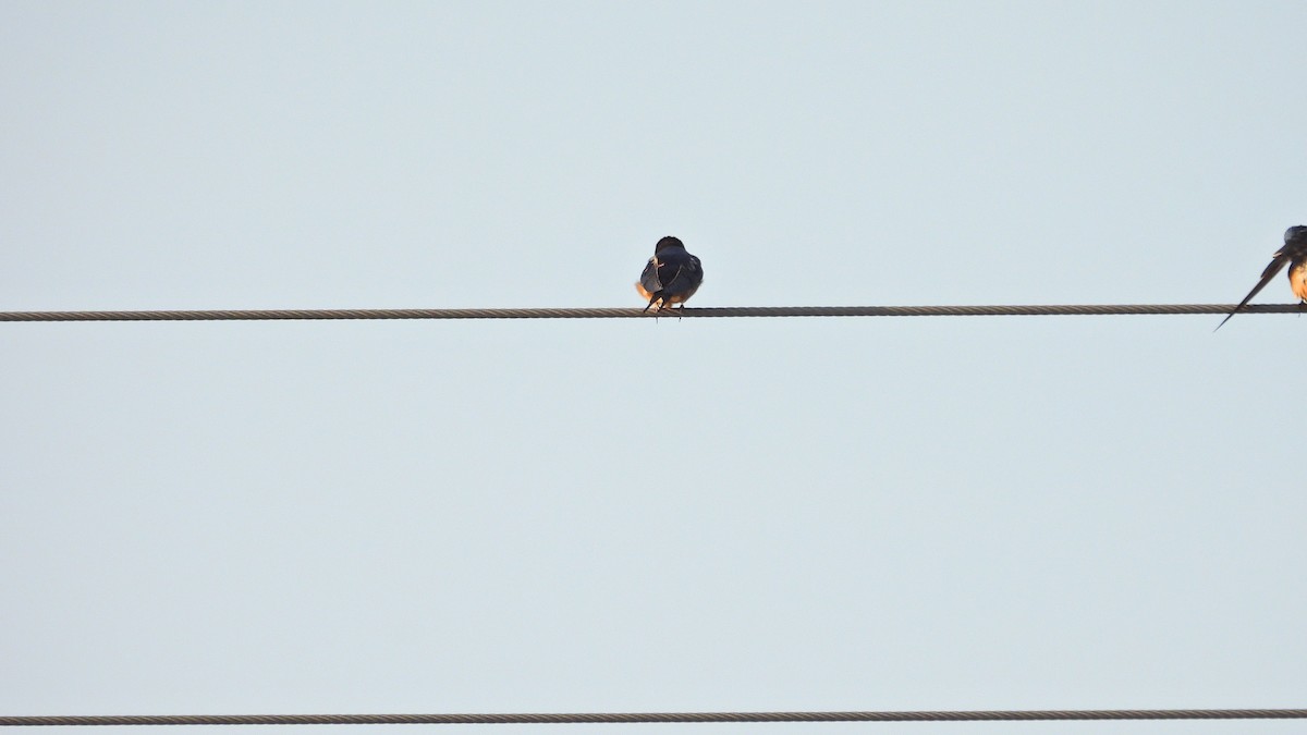 Barn Swallow - ML624001080