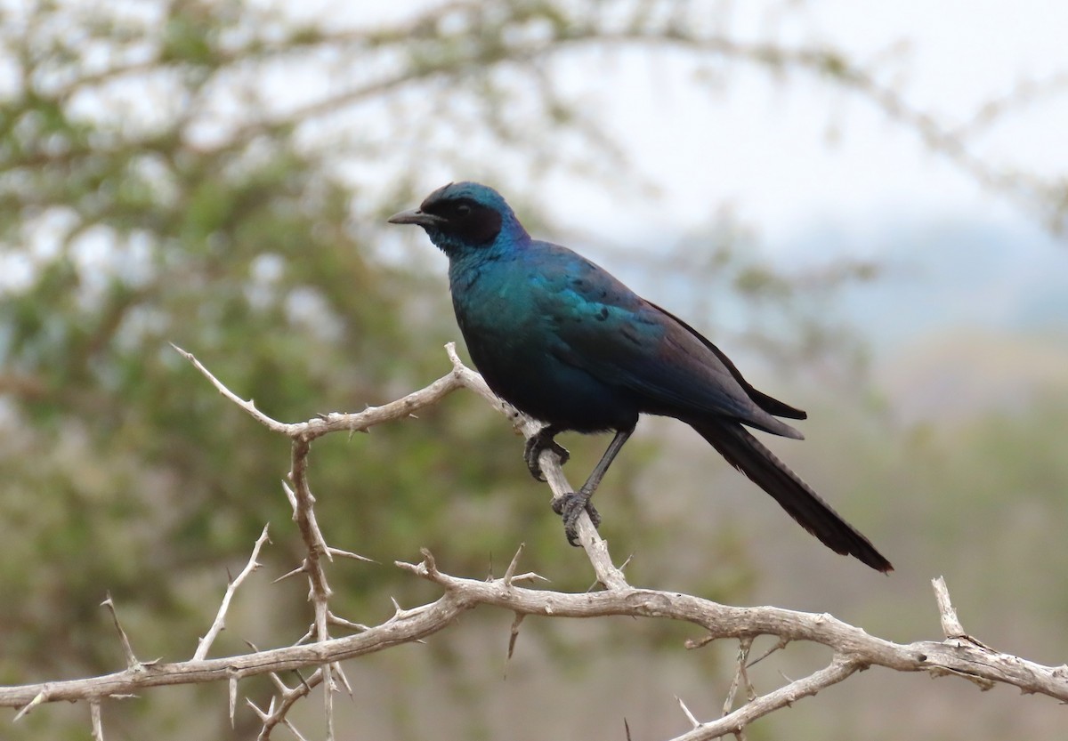 Burchell's Starling - ML624001082