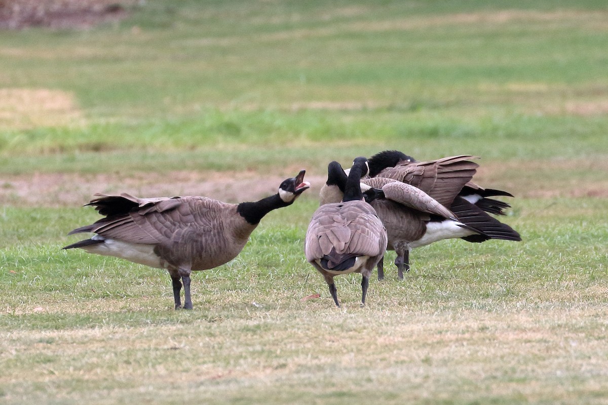 Canada Goose - Jeffrey Fenwick