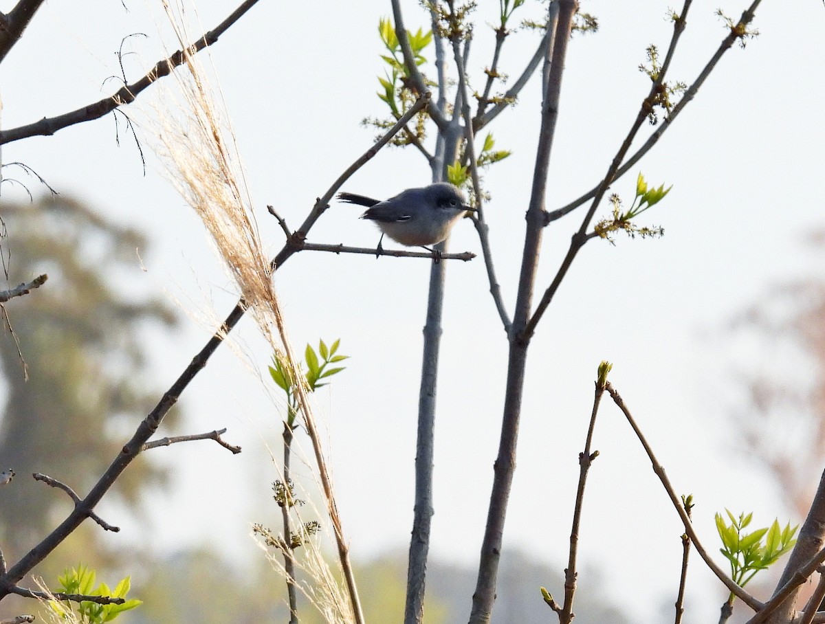 Masked Gnatcatcher - ML624001094