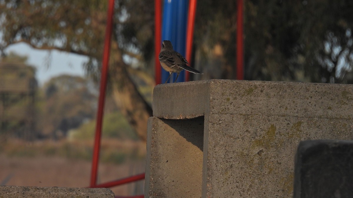 Chalk-browed Mockingbird - ML624001109