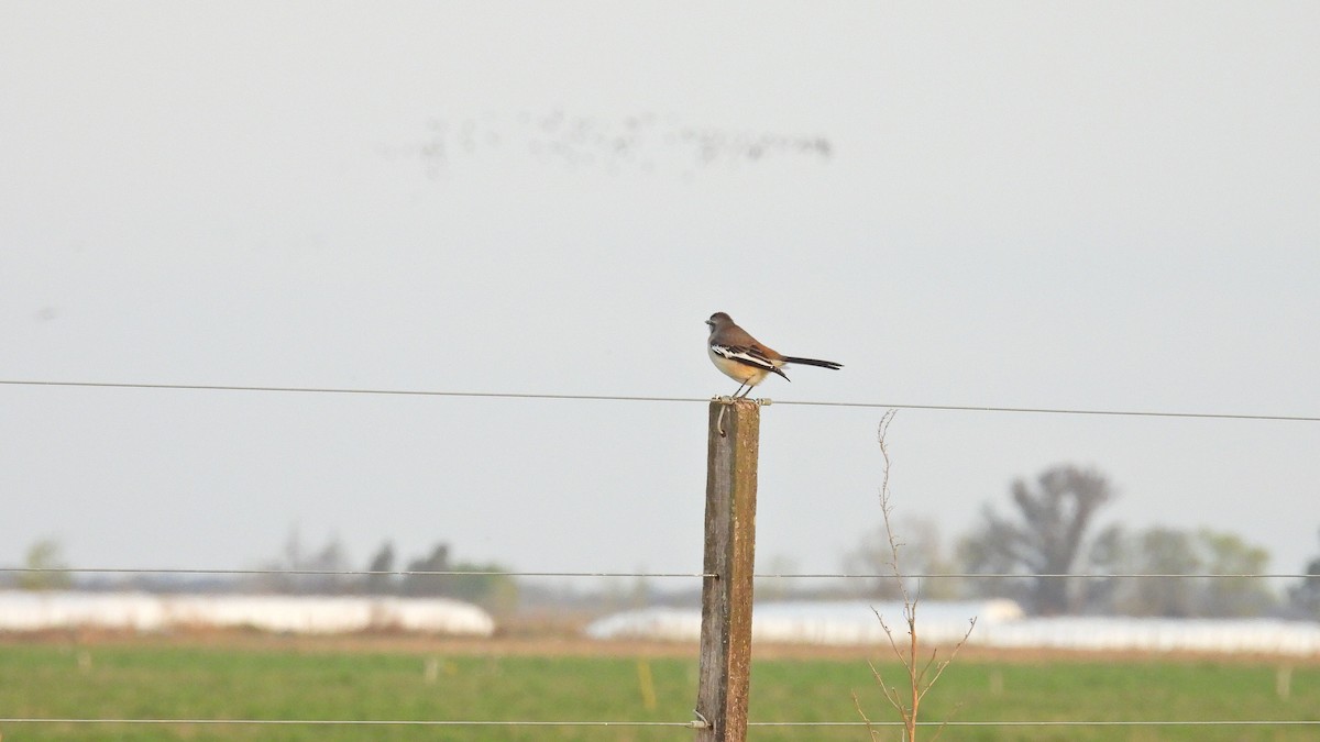 White-banded Mockingbird - ML624001119