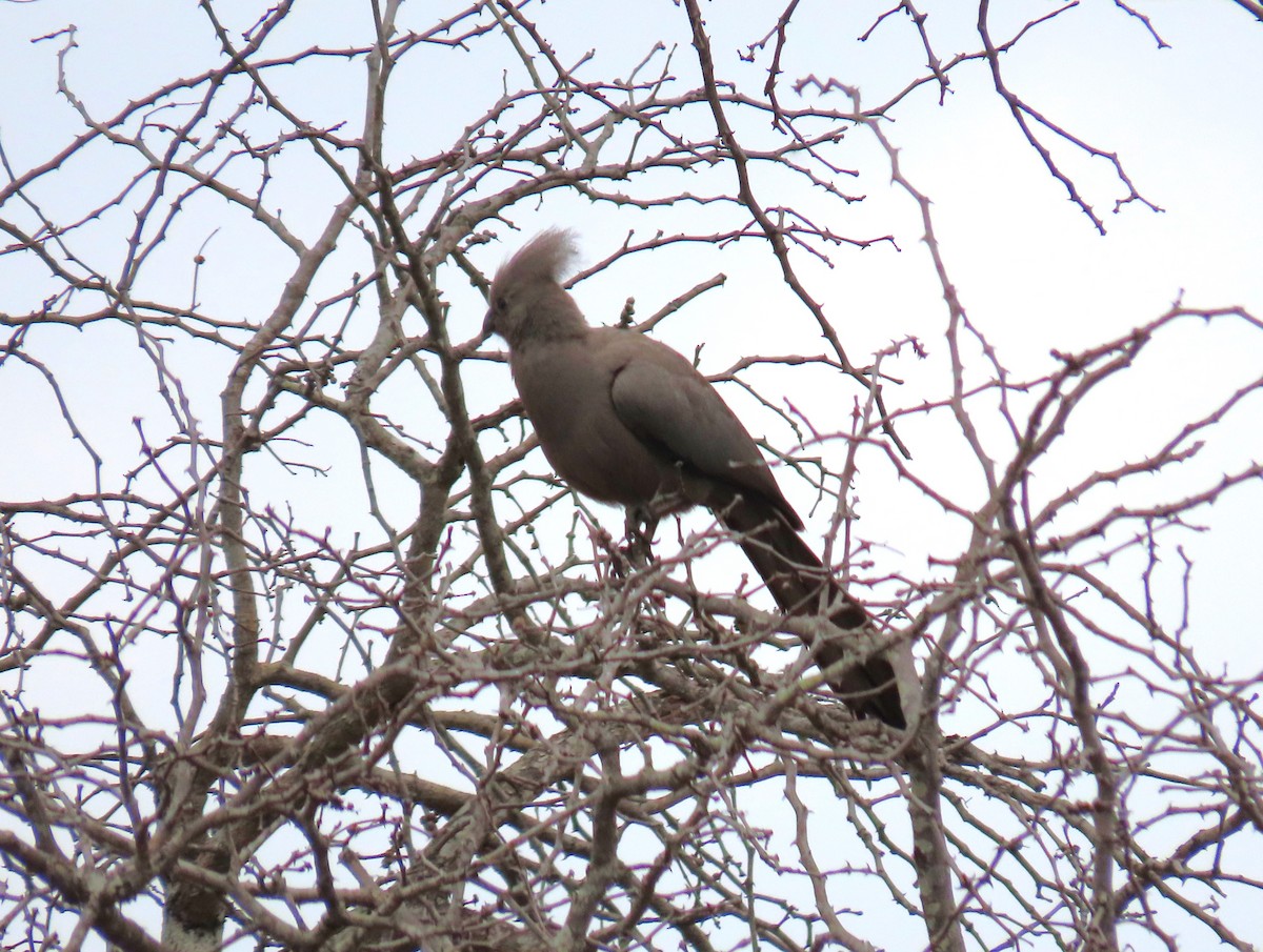 Gray Go-away-bird - Susan Disher