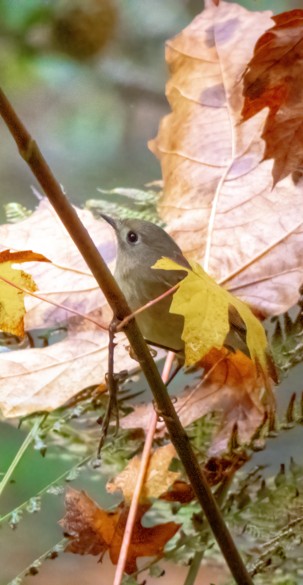 Ruby-crowned Kinglet - ML624001131