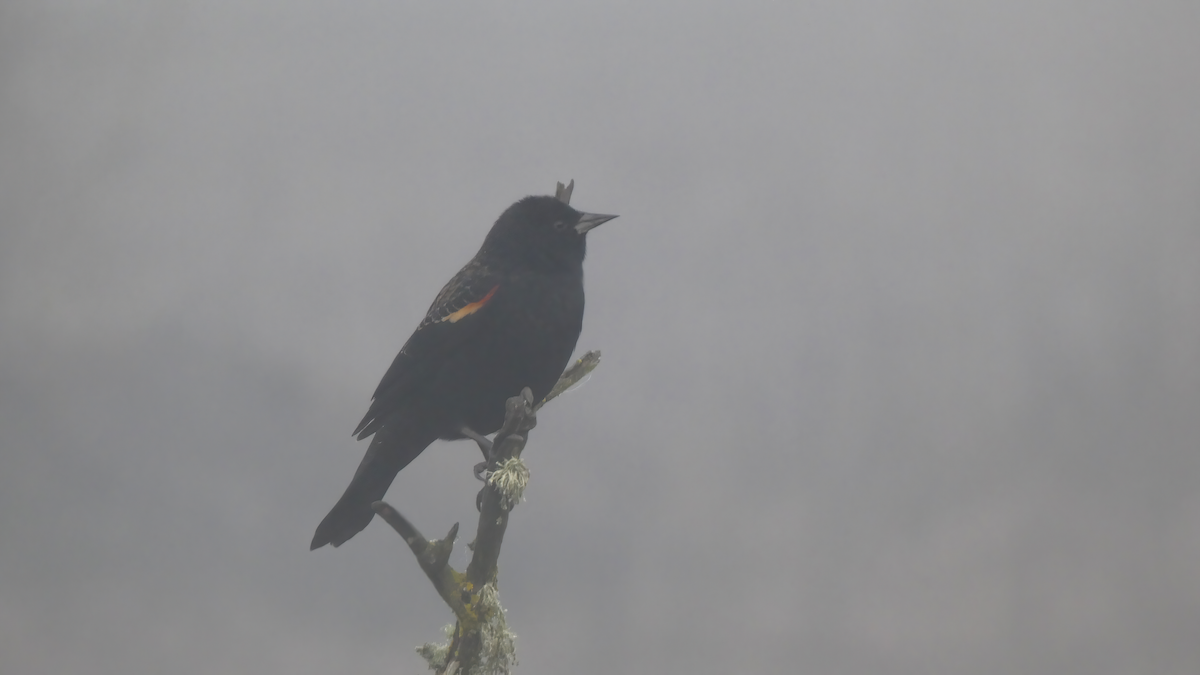 Red-winged Blackbird - rich woo