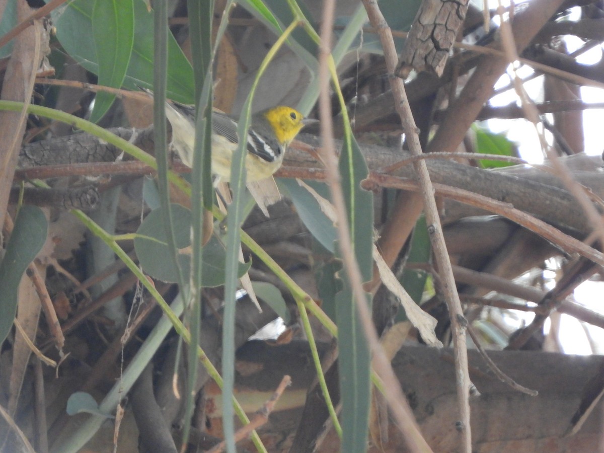 Hermit Warbler - ML624001173