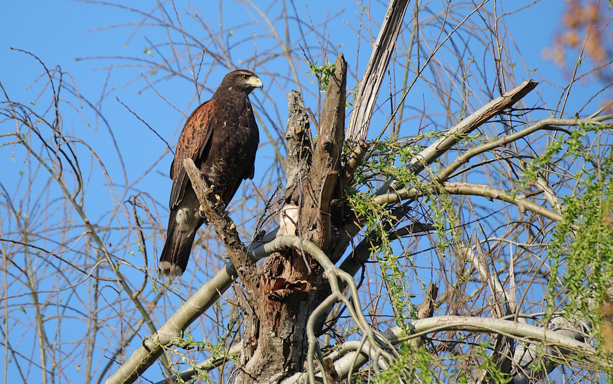 Harris's Hawk - ML624001208