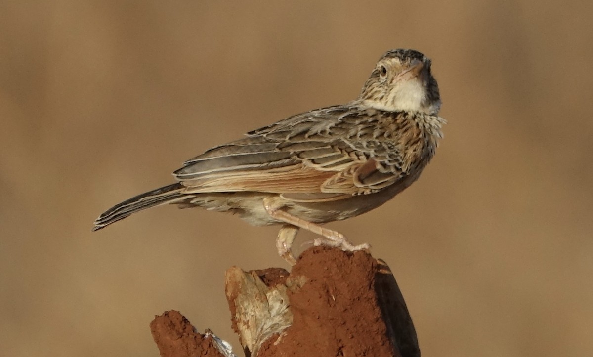 Red-winged Lark - ML624001212