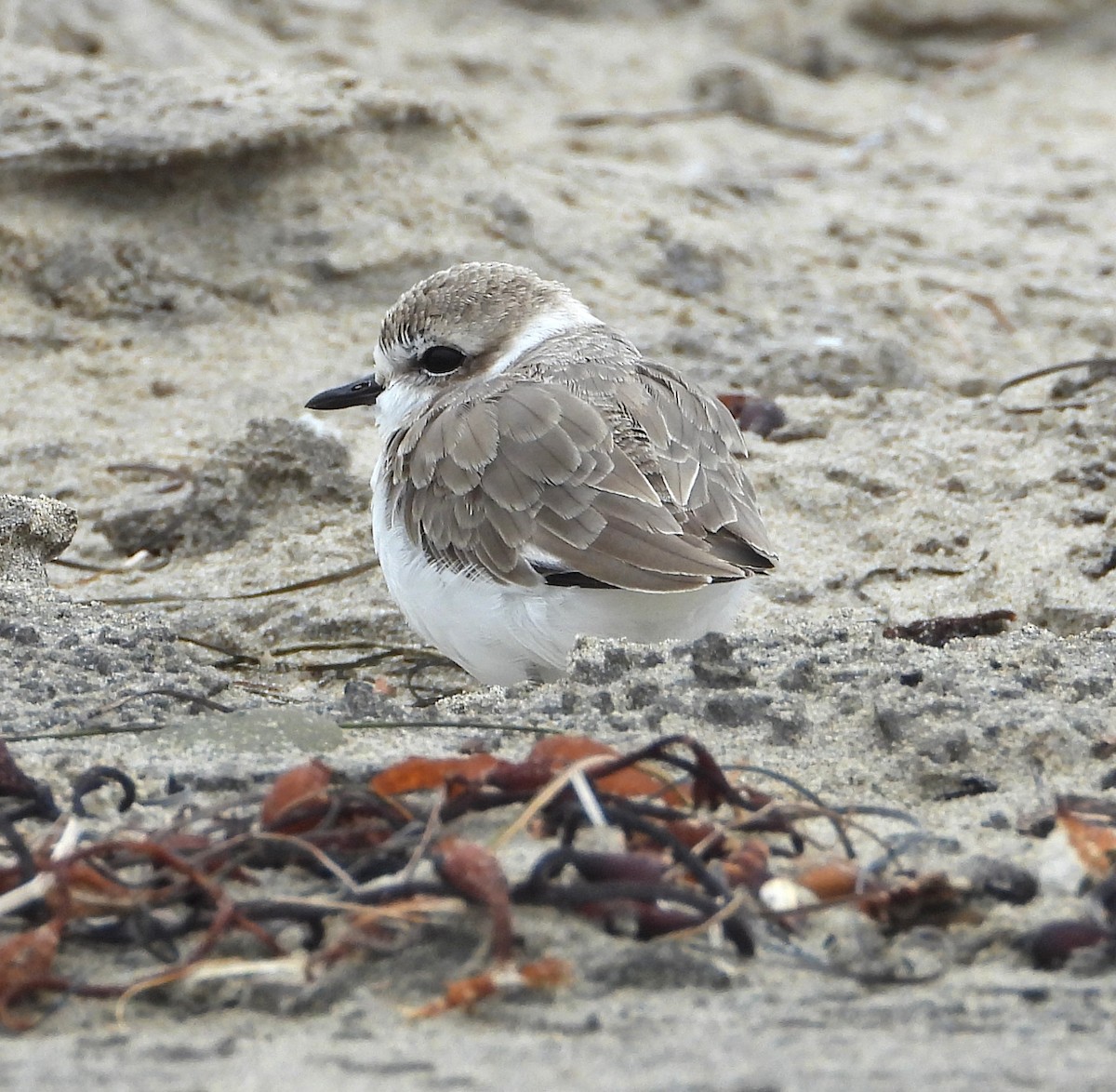 Snowy Plover - ML624001246