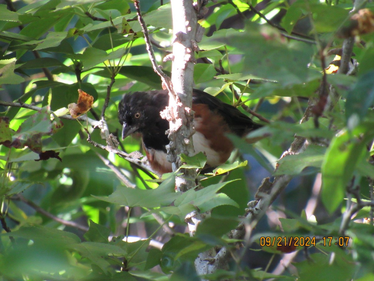 Eastern Towhee - ML624001249