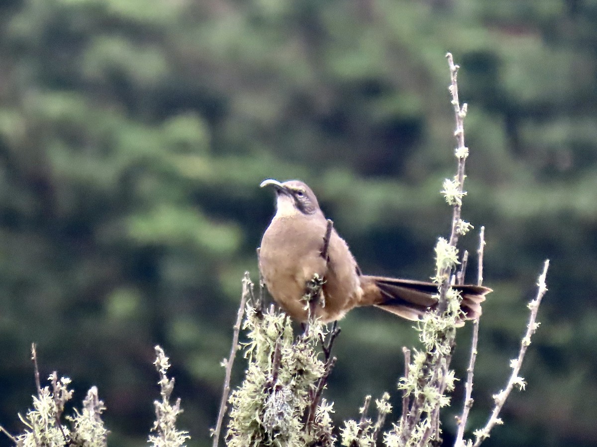 California Thrasher - ML624001252