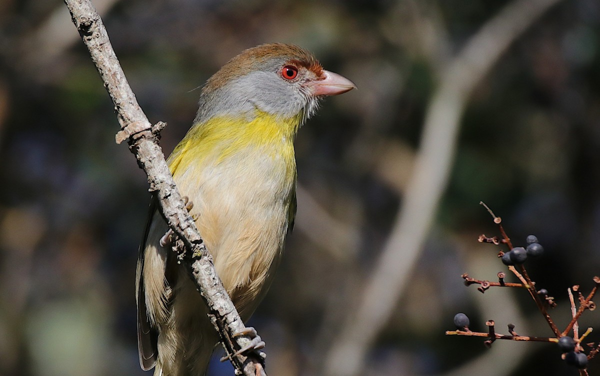 Rufous-browed Peppershrike - ML624001254