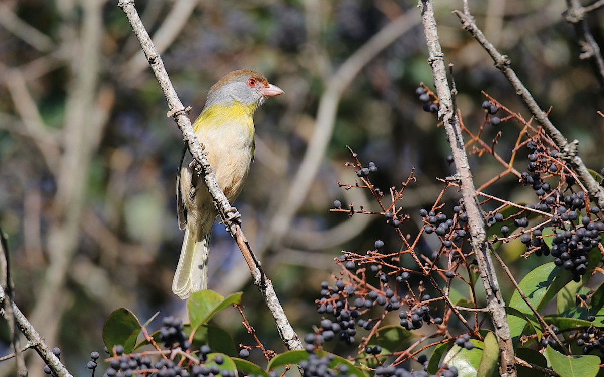 Rufous-browed Peppershrike - ML624001255