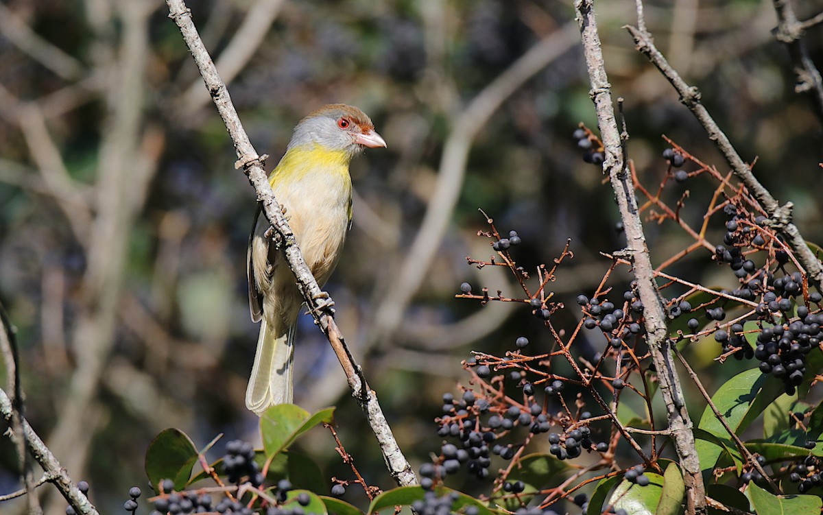 Rufous-browed Peppershrike - ML624001256