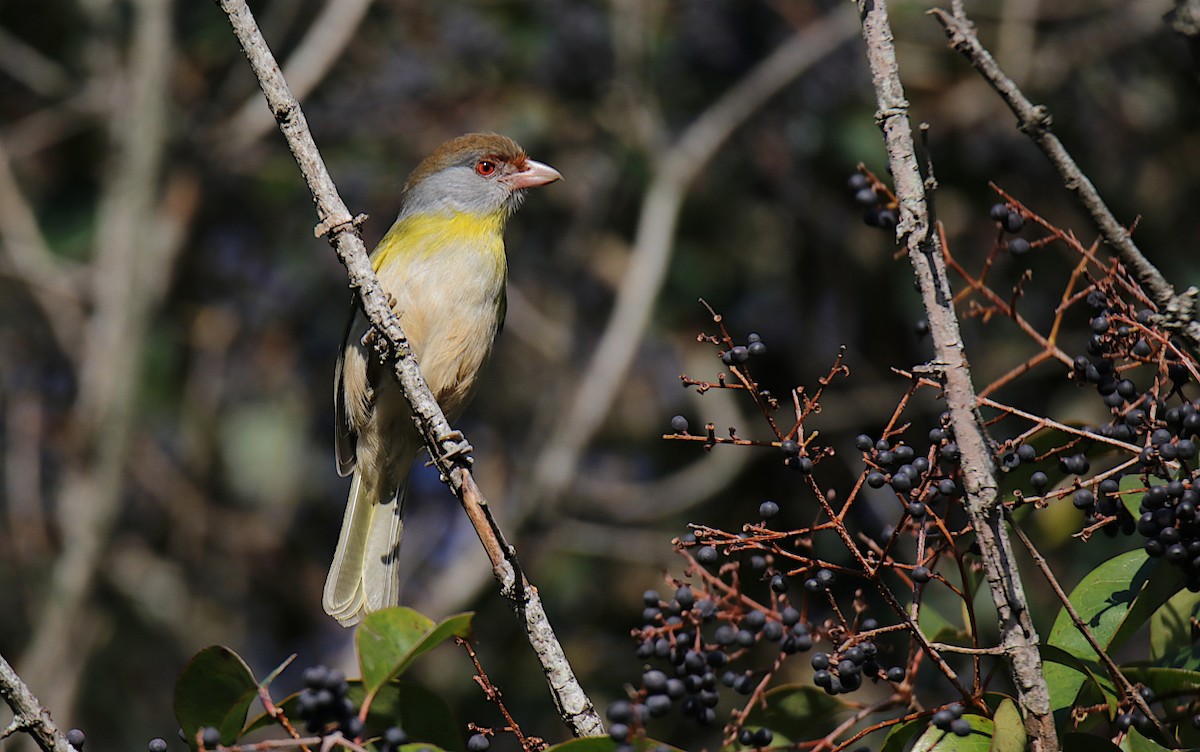 Rufous-browed Peppershrike - ML624001257