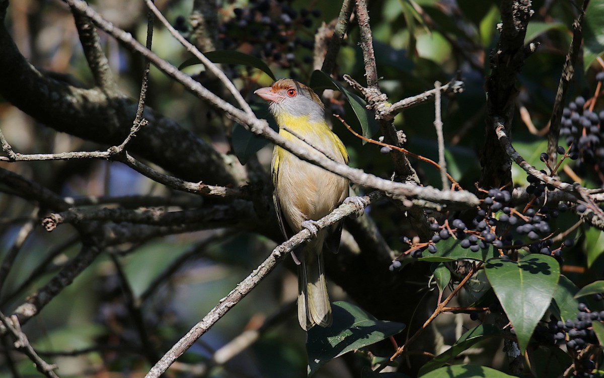 Rufous-browed Peppershrike - Diego Trillo