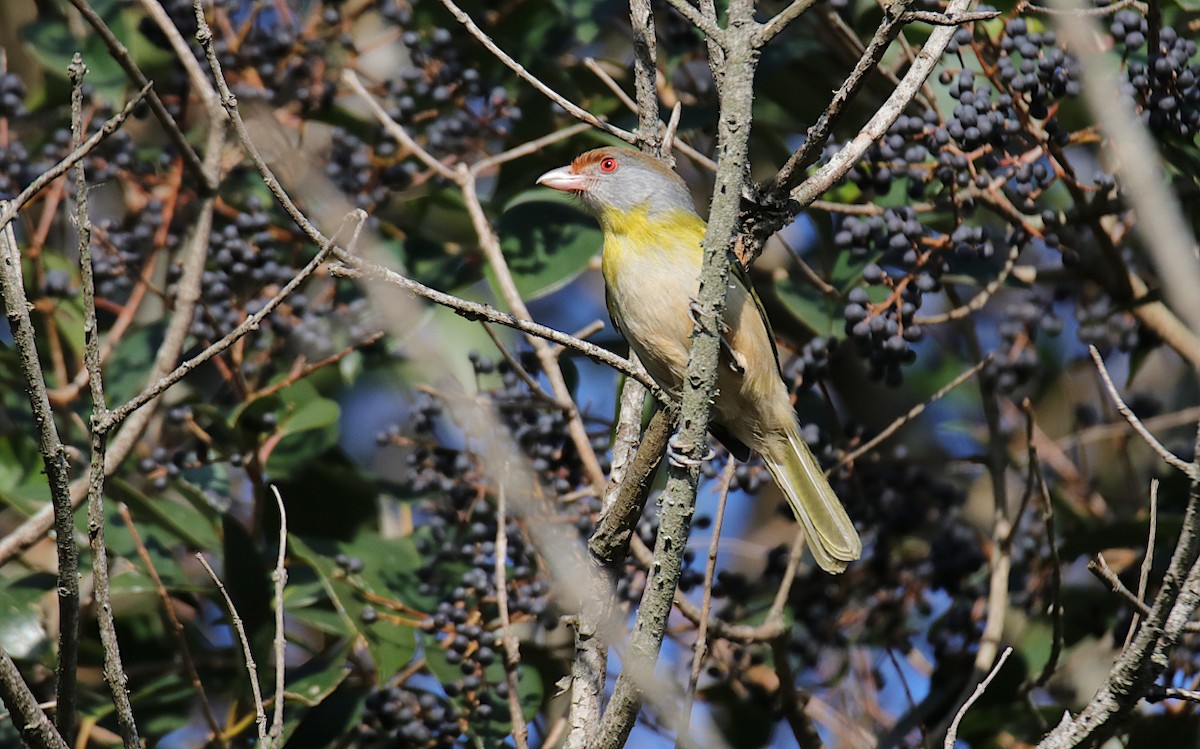 Rufous-browed Peppershrike - ML624001259