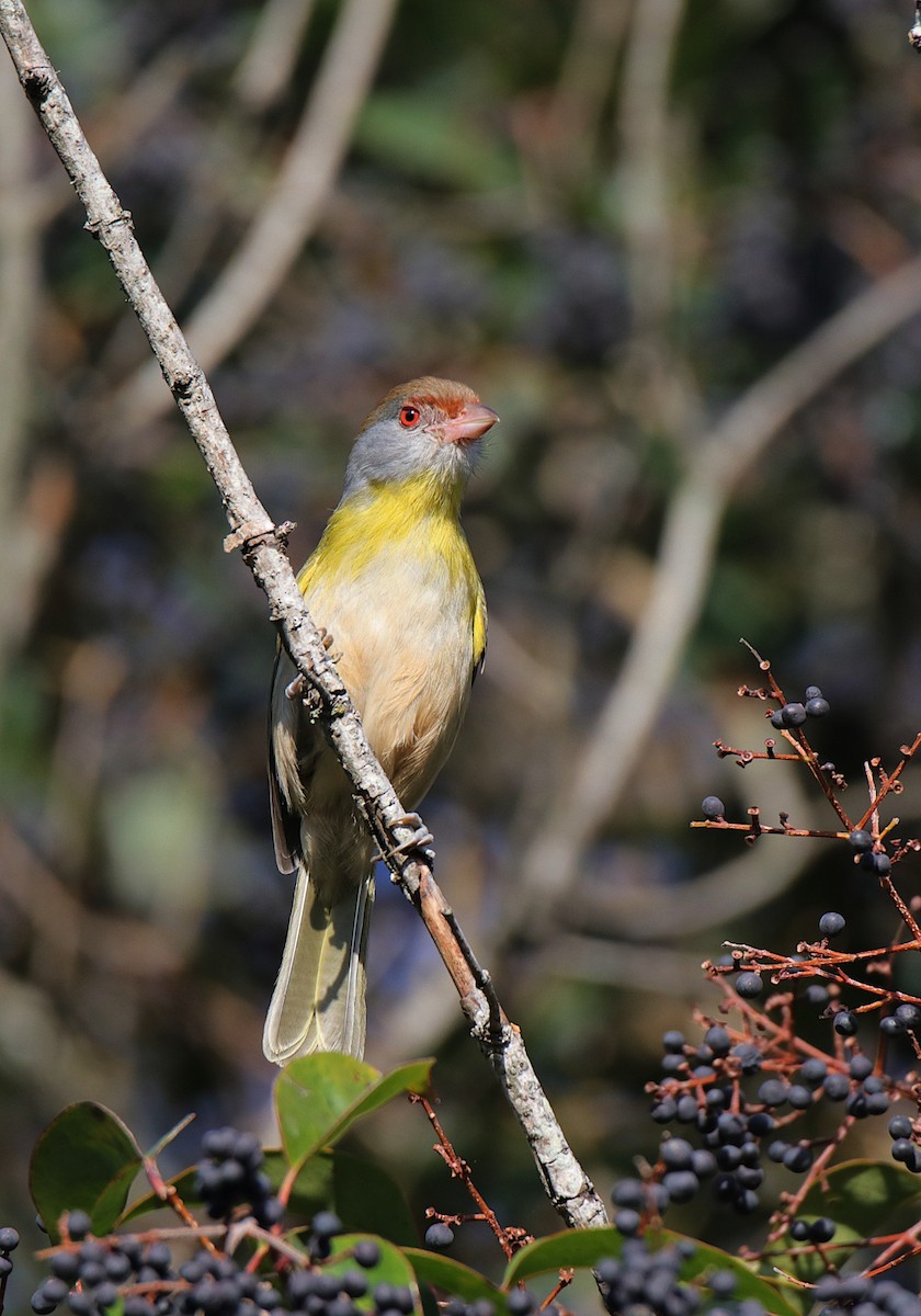 Rufous-browed Peppershrike - ML624001260