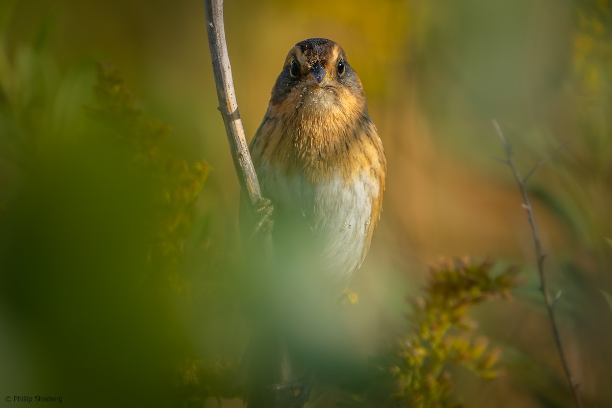 Nelson's Sparrow - ML624001264