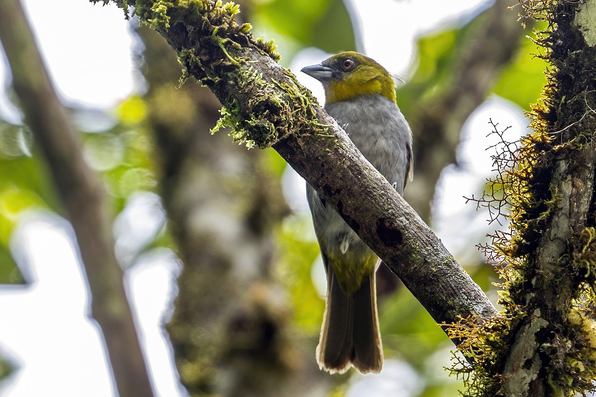 Yellow-throated Chlorospingus - Su Li