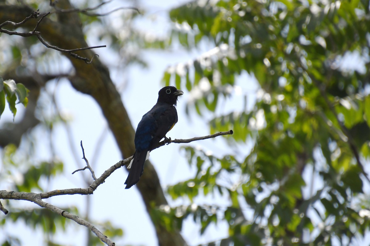 Trogon à tête noire - ML624001282