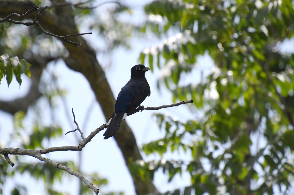 Trogon à tête noire - ML624001283