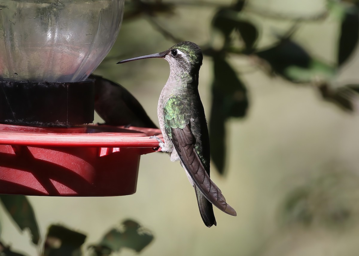 Rivoli's Hummingbird - ML624001296