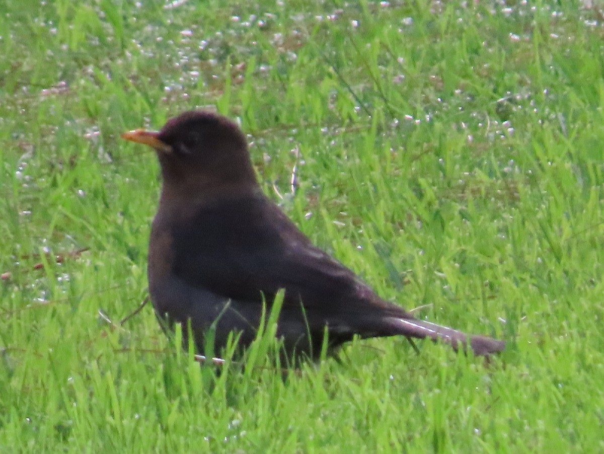 Rufous-collared Robin - ML624001299