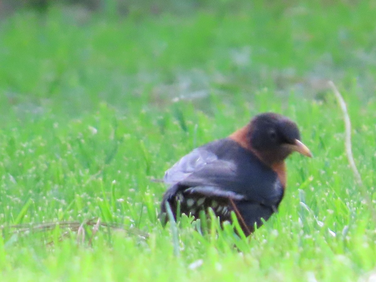 Rufous-collared Robin - ML624001300