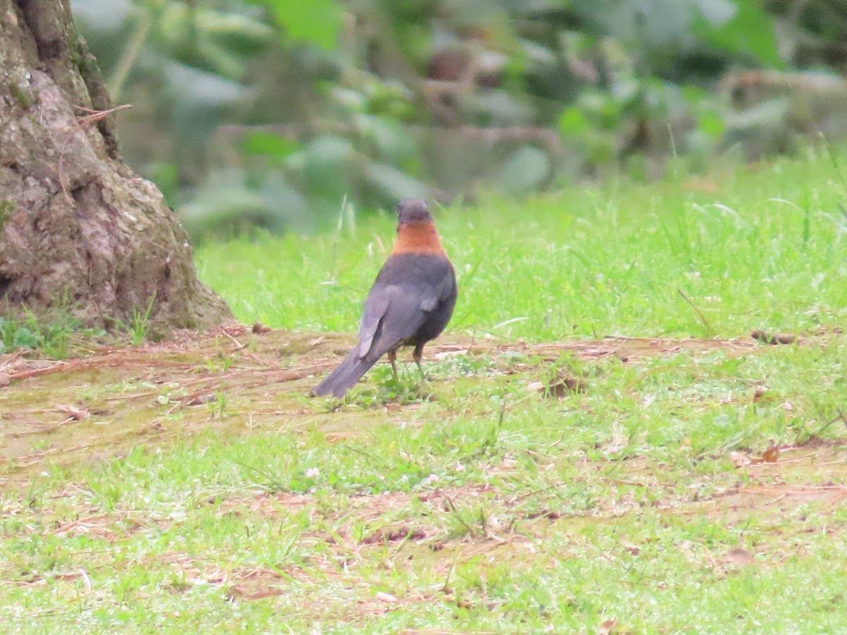 Rufous-collared Robin - ML624001302