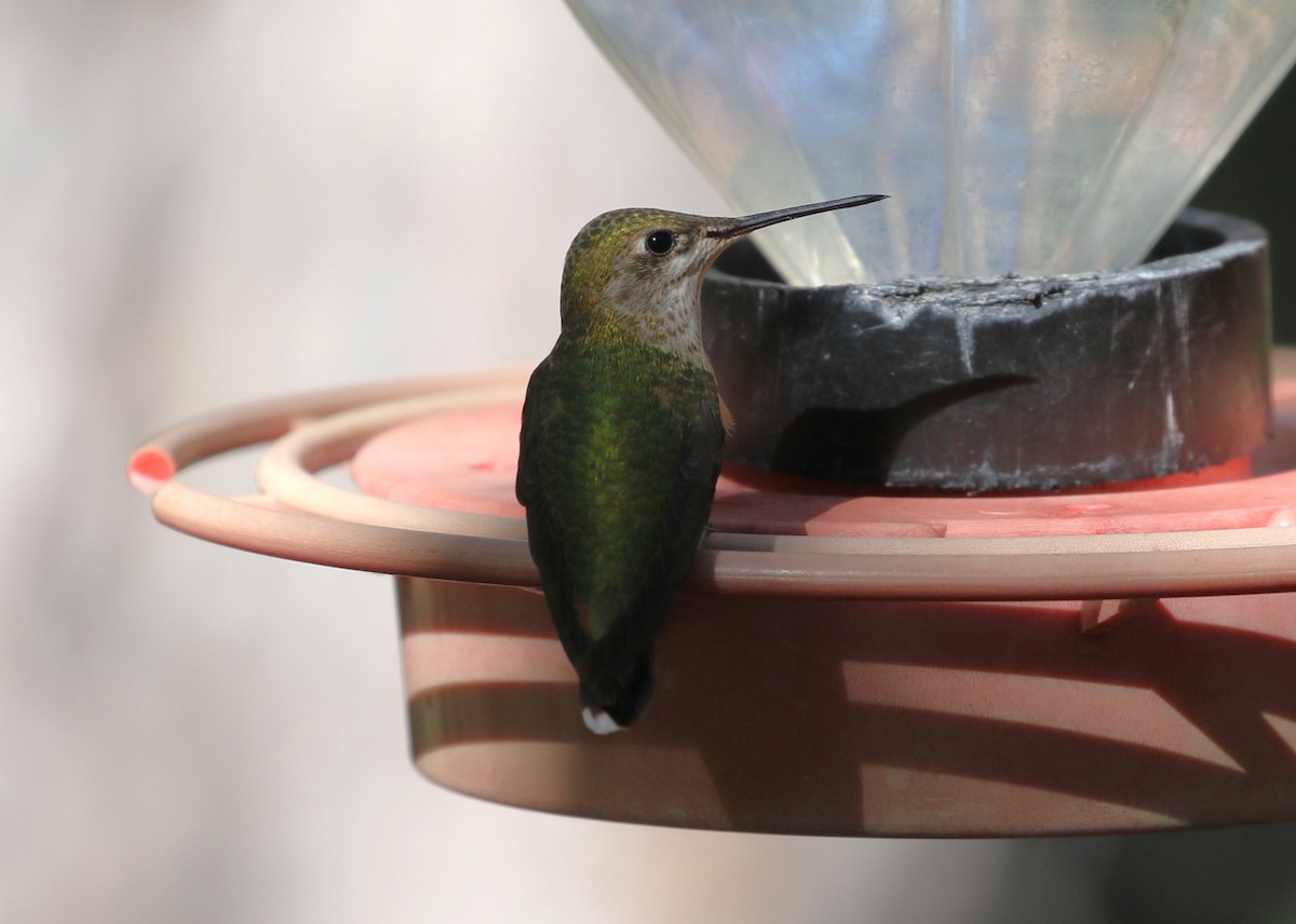 Calliope Hummingbird - ML624001308