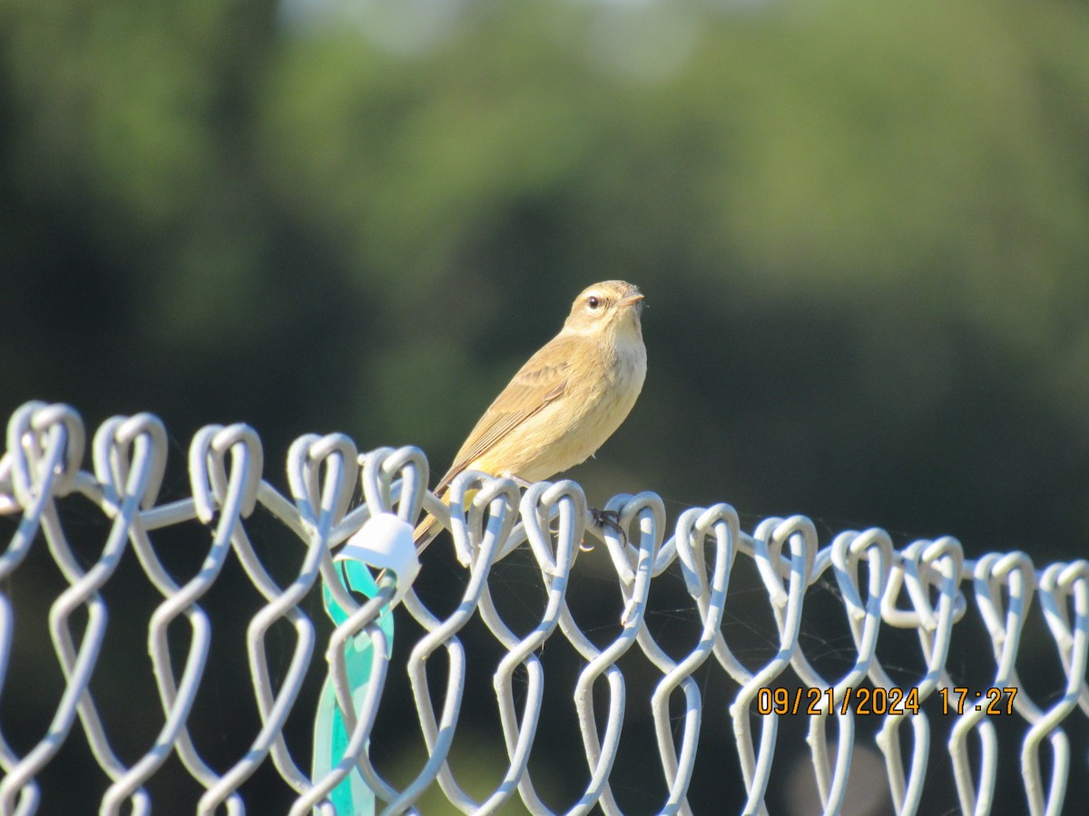 Palm Warbler (Western) - ML624001311