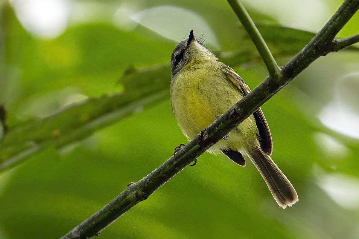 Ecuadorian Tyrannulet - ML624001312