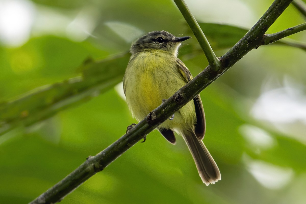 Ecuadorian Tyrannulet - ML624001313