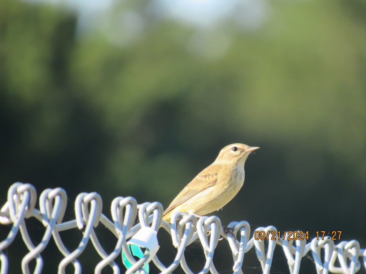 Palm Warbler (Western) - ML624001315