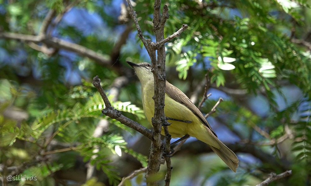 Cattle Tyrant - ML624001322