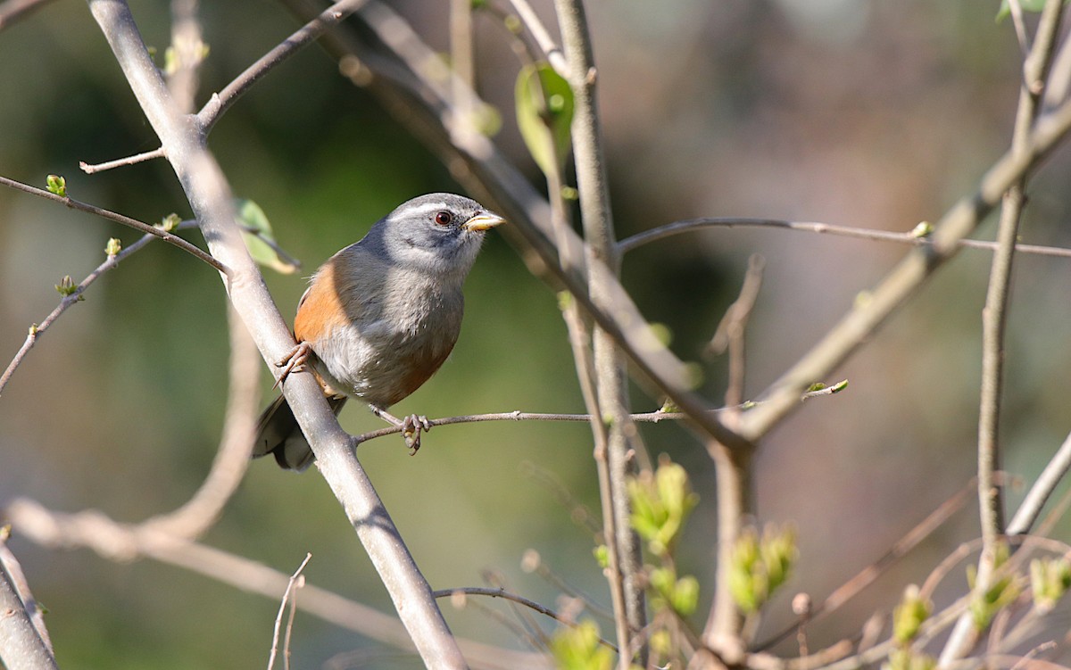 Gray-throated Warbling Finch - ML624001350