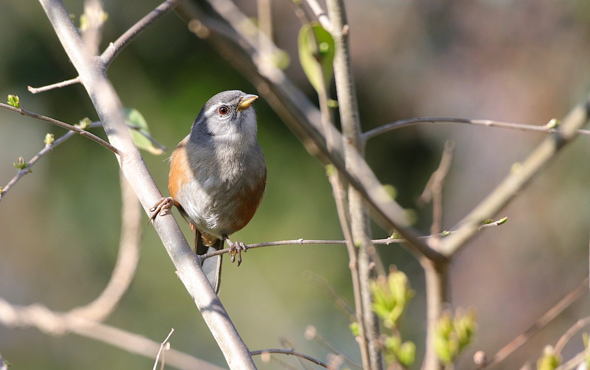 Gray-throated Warbling Finch - ML624001351