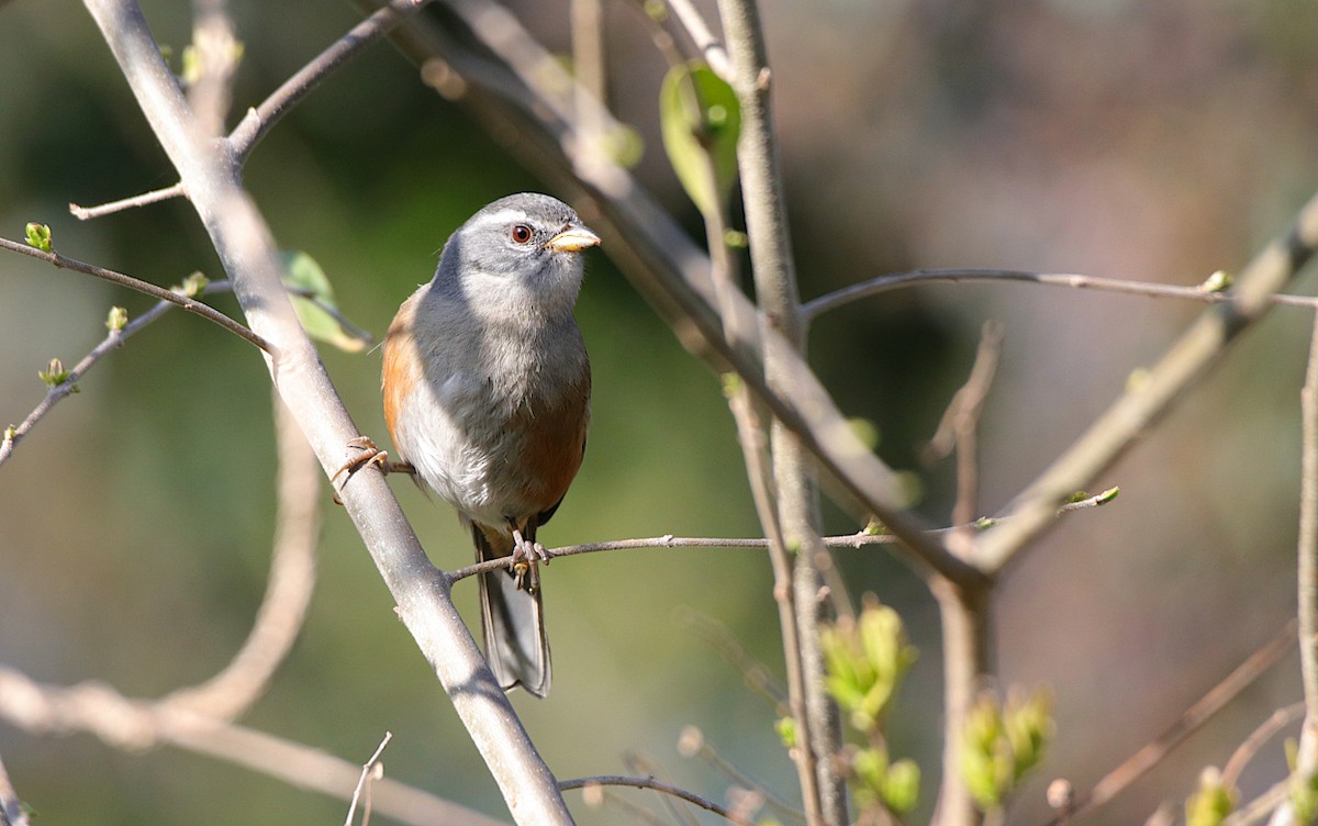 Gray-throated Warbling Finch - ML624001352