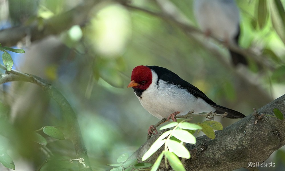 Yellow-billed Cardinal - ML624001362