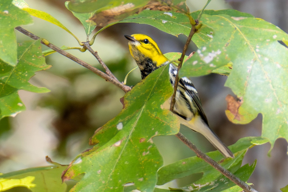 Black-throated Green Warbler - ML624001363