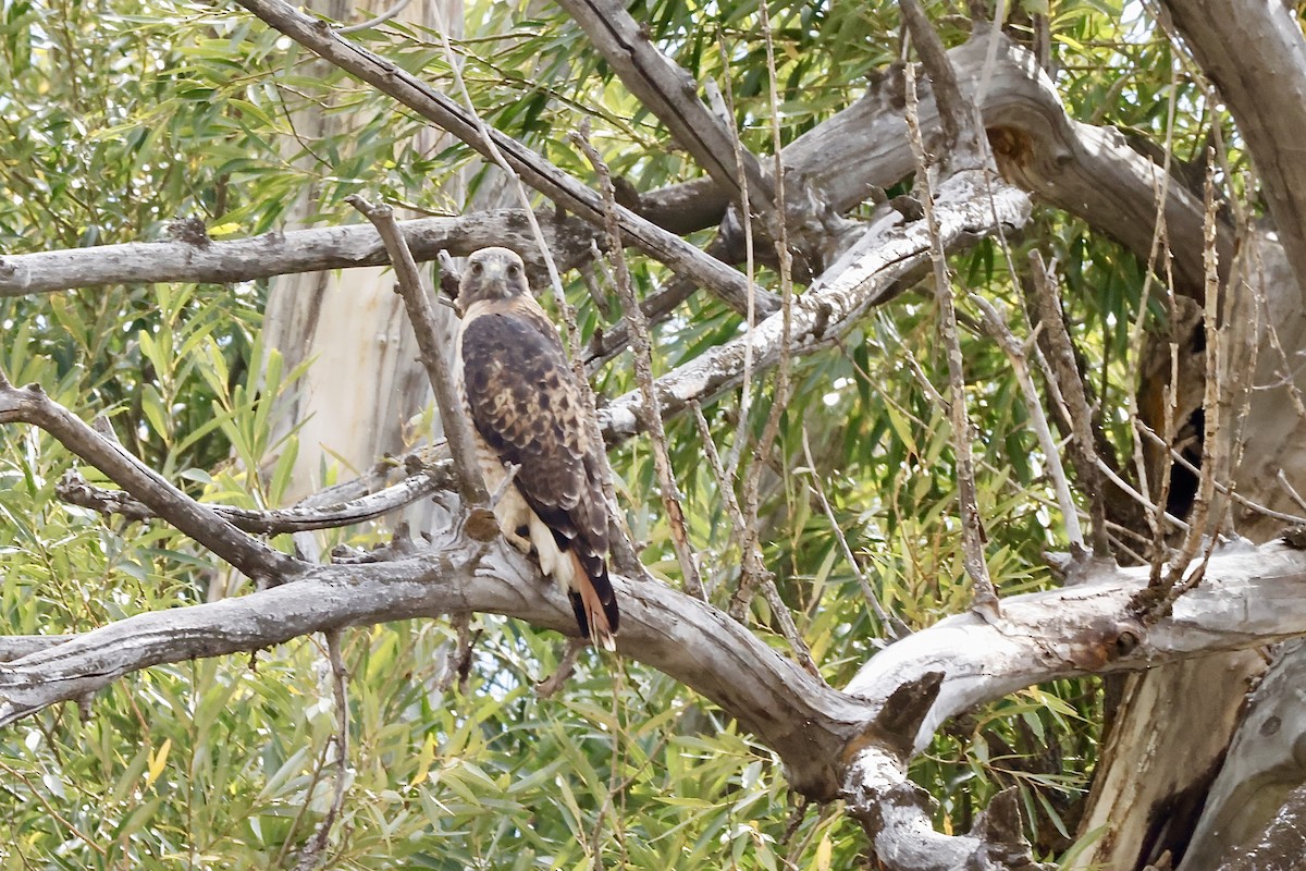 Red-tailed Hawk - ML624001364