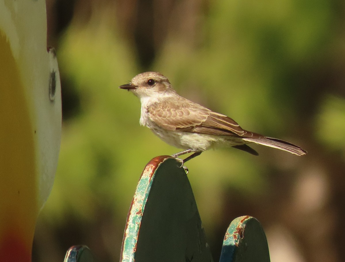 Vermilion Flycatcher - ML624001372