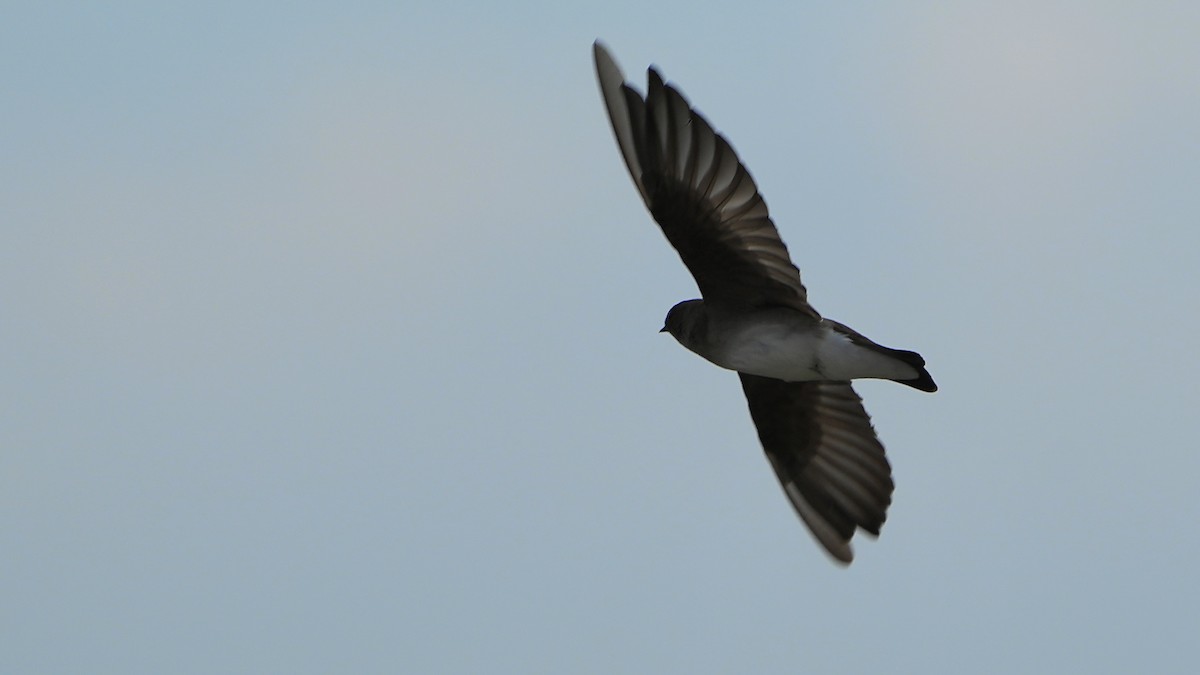 Golondrina Aserrada - ML624001380