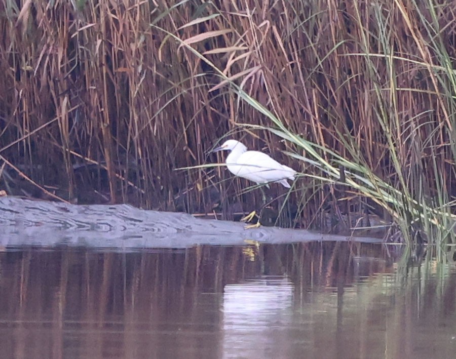 Snowy Egret - ML624001424