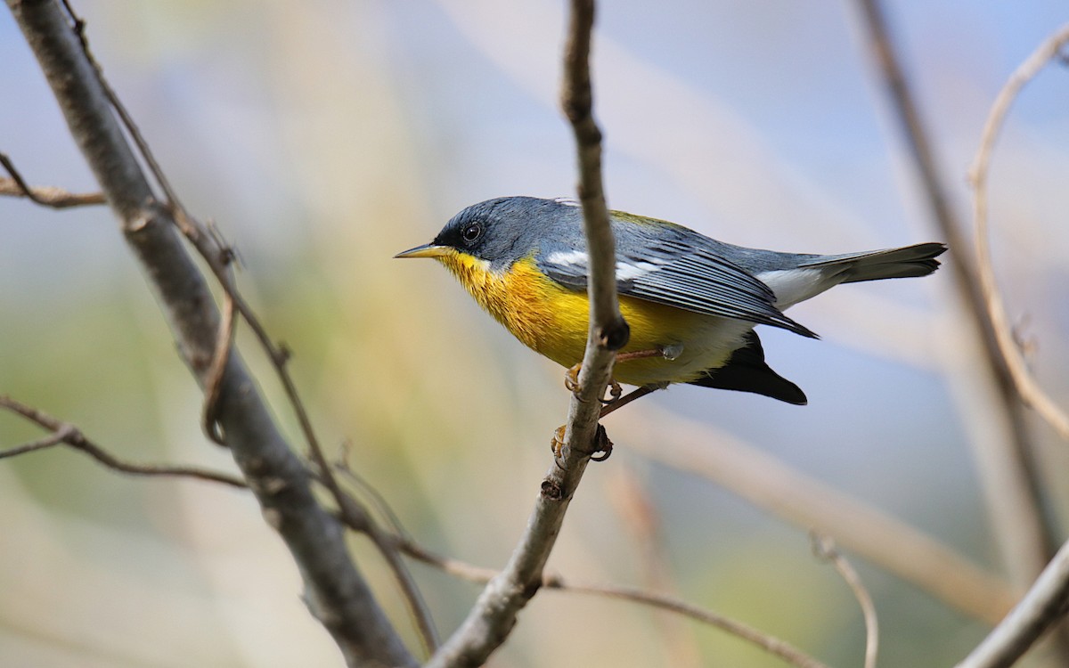 Tropical Parula - ML624001452