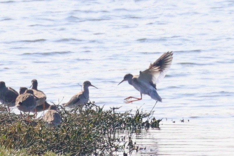 Common Redshank - ML624001461