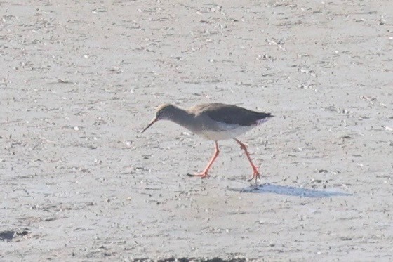 Common Redshank - ML624001462