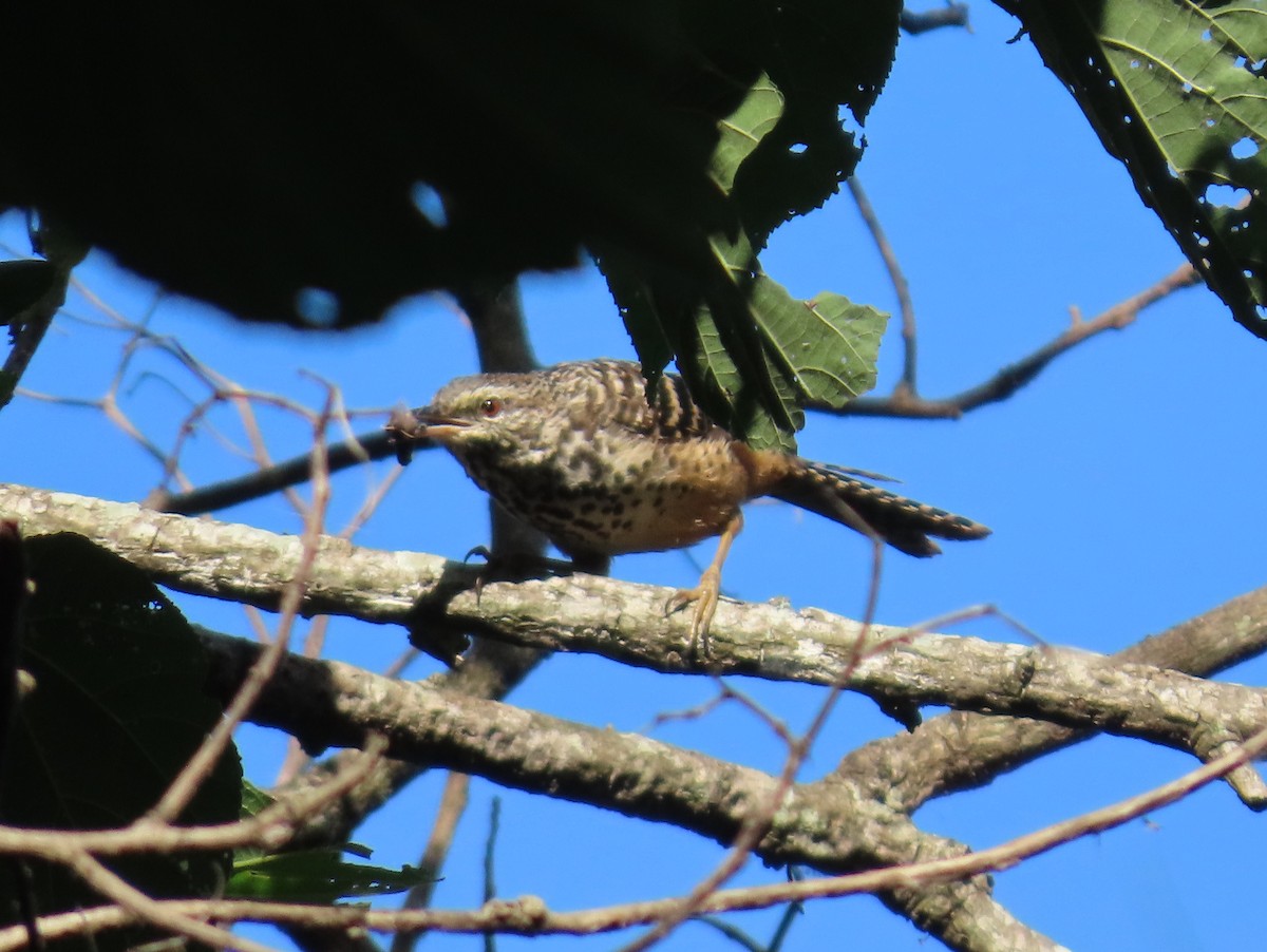 Band-backed Wren - ML624001482